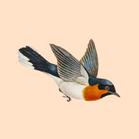 Logga med en flygande fågel